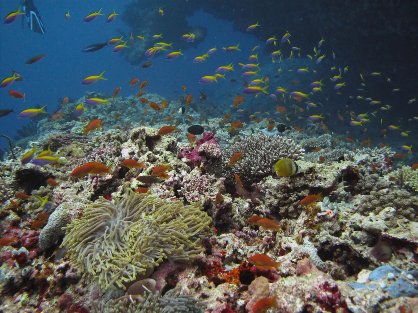 Récifs de corail flamboyants