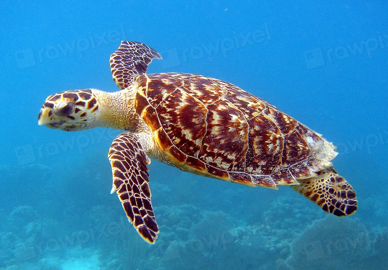 Nager avec les tortues