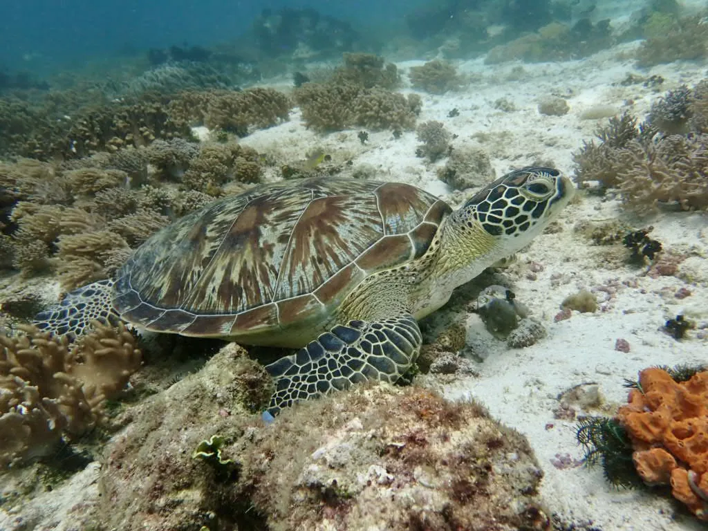 Nager avec les tortues